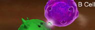 Renforcer le système immunitaire
