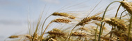 Alimentation: allergie, intolérance